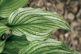 'Zebra Stripes' Hosta Courtesy of Q&Z Nursery