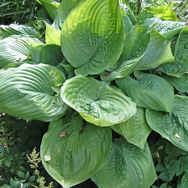 Zero Sum Hosta