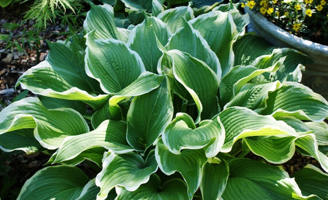 'Zippity Do Dah' Hosta