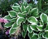 'Zippity Do Dah' Hosta Courtesy of Carol Brashear