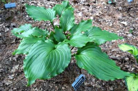 'Ain't Misbehavin' Hosta Courtesy of Meg and Jim Dalton and the Hosta Library