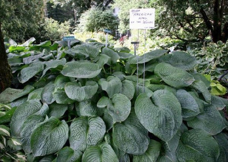 Hosta 'American King of the Woods' Courtesy of Debbie Hurlbert and the Hosta Library