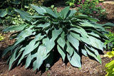 Hosta 'Awakening Angel' Courtesy of Carol Brashear