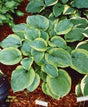 Hosta 'Bingo' Courtesy of Carol Brashear