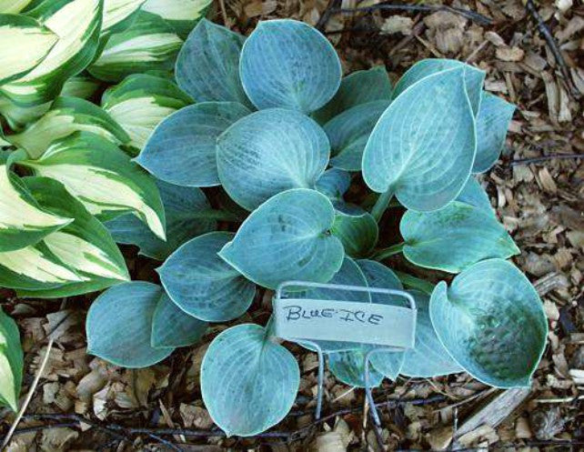 'Blue Ice' Hosta Courtesy of Carol Brashear