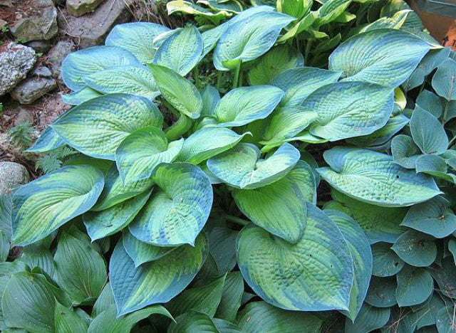 'Blue Shadows' Hosta Courtesy of Lee Couture and the Hosta Library