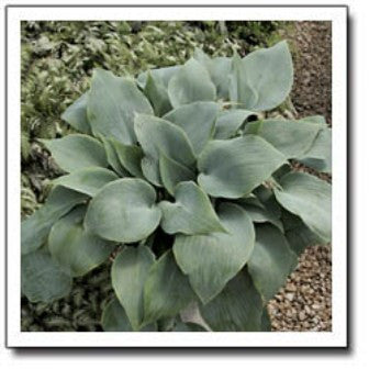 'Bulletproof' Hosta Courtesy of Q & Z Nursery