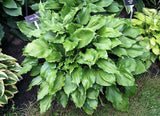 'Candy Dish' Hosta Courtesy of Carol Brashear