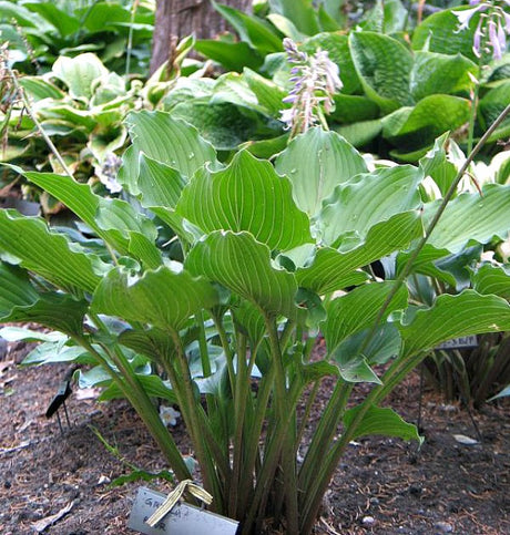 'Celtic Dancer' Hosta Courtesy of Don Dean