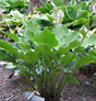 'Celtic Dancer' Hosta Courtesy of Don Dean