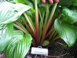 'Celtic Bouquet' Hosta Courtesy of Don Dean and the Hosta Library