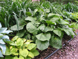 'Celtic Bouquet' Hosta Courtesy of Don Dean and the Hosta Library