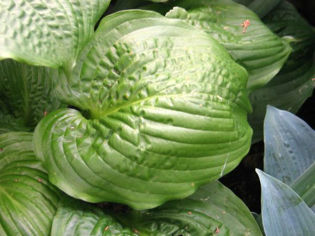 'Celtic Bouquet' Hosta Courtesy of Don Dean and the Hosta Library