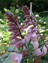 'Celtic Bouquet' Hosta Courtesy of Don Dean and the Hosta Library