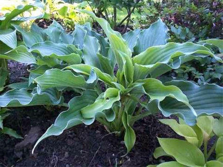 'Childhood Fantasy' Hosta Courtesy of Ron Livingston and the Hosta Library