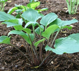 Hosta 'Chopsticks' Courtesy of Ken Harris and the Hosta Library