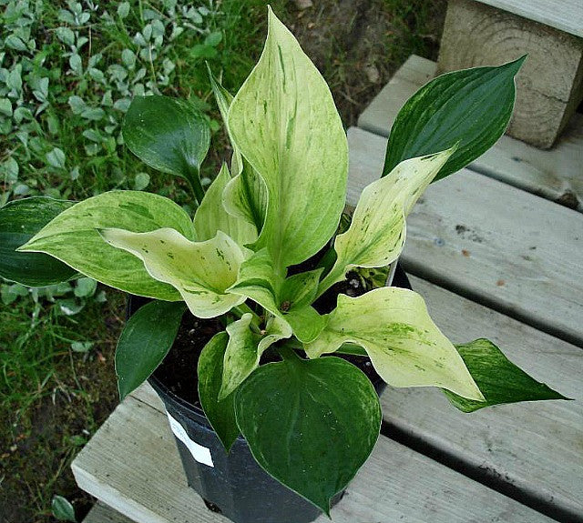 'Cotton Candy' Hosta