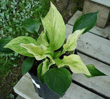 'Cotton Candy' Hosta