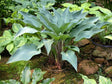 'Deane's Dream' Hosta Courtesy of Carol Brashear and the Hosta Library