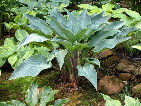 'Deane's Dream' Hosta Courtesy of Carol Brashear and the Hosta Library