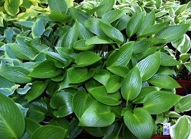 'Devon Green' Hosta From NH Hostas