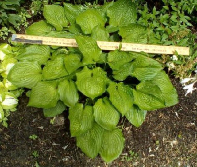 'Fandango' Hosta Courtesy of Bob Kuk and the Hosta Library