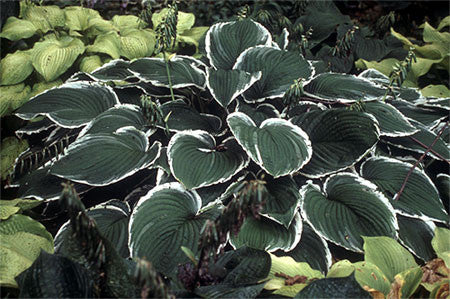 'Frosted Jade' Hosta Courtesy of Shady Oaks Nursery