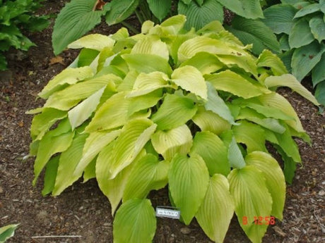Hosta 'Gilt By Association' Courtesy of Roger Kinchen and the Hosta Library