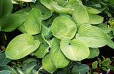 'Golden Friendship' Hosta From NH Hostas