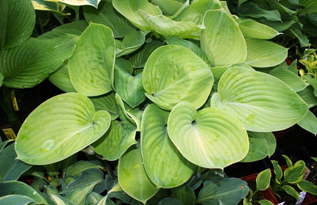 'Golden Friendship' Hosta From NH Hostas