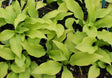 'Hazel' Hosta From NH Hostas