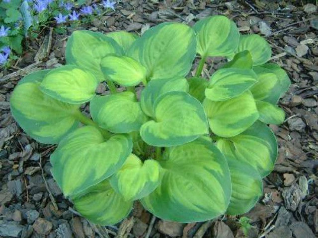 'Heart and Soul' Hosta Courtesy of Rob Mortko