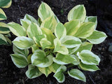 'Heavenly Tiara' Hosta Courtesy of Carol Brashear