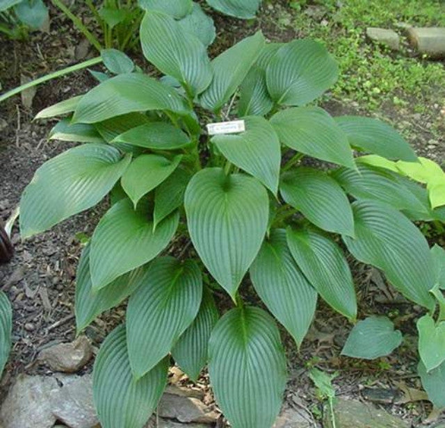 Buy Green Hostas In An Intriguing Variety Of Shades NH Hostas
