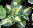 'Lakeside Cupcake' Hosta Courtesy of Carol Brashear