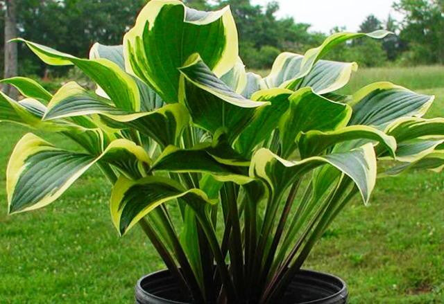 Hosta Lakeside Cranberry Relish Hosta - Shade Perennial Red