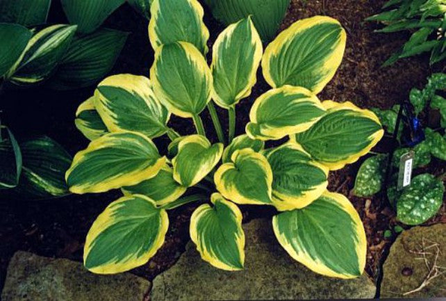 'Mack the Knife' Hosta Courtesy of Carol Brashear