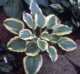 Mature Hosta 'Mack the Knife'