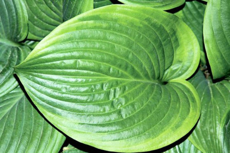 Hosta 'Mariachi' Courtesy of Mark Zilis and the Hosta Library