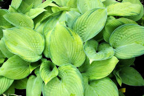 'Mister Watson' Hosta From NH Hostas