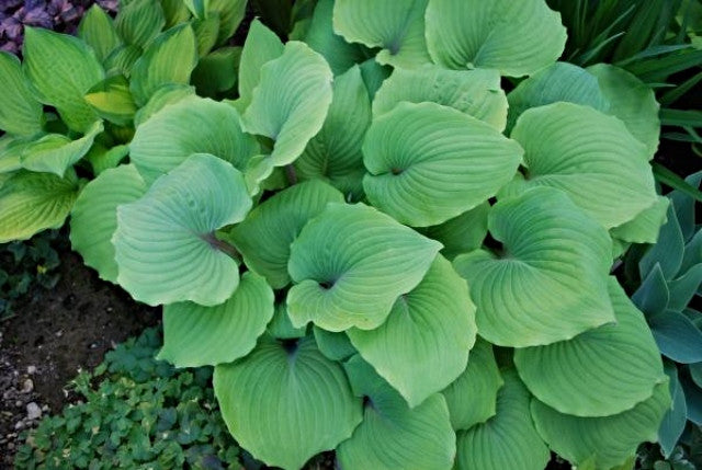 Hosta 'Paradise Red Delight' Courtesy of Stefan Rank and the Hosta Library