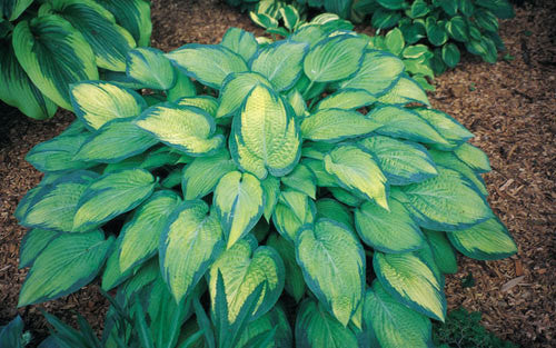 'Paul's Glory' Hosta Courtesy of Shady Oaks Nursery