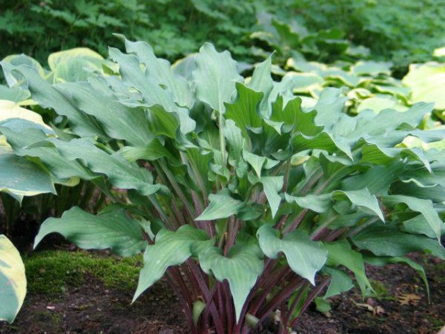 Hosta 'Peek-a-boo Purple' Courtesy of Don Dean