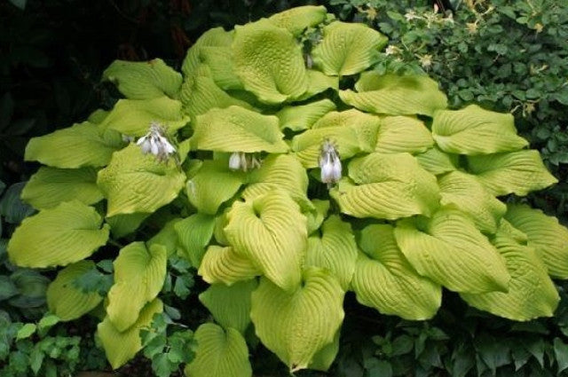 Hosta 'Piedmont Gold' Courtesy of Duane Hurlbert and the Hosta Library