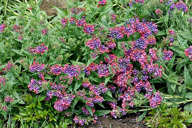 Courtesy of Walters Gardens