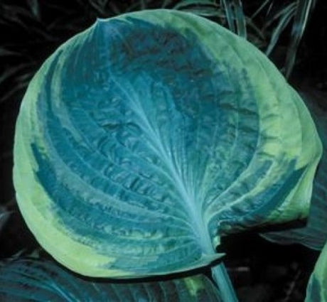 'Rain Dancer' Hosta Courtesy of Shady Oaks Nursery