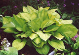 'Rascal' Hosta Courtesy of Carol Brashear