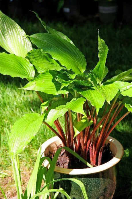 Hosta 'Red Dragon' Courtesy of Ron Livingston and the Hosta Library