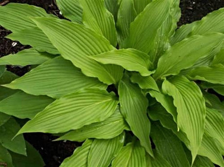 Hosta 'Red Neck Heaven' Courtesy of Marlys Anderson and the Hosta Library