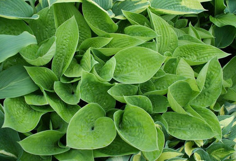'Rich Uncle' Hosta From NH Hostas
